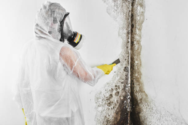 Trusted Greenup, IL Mold Removal Experts